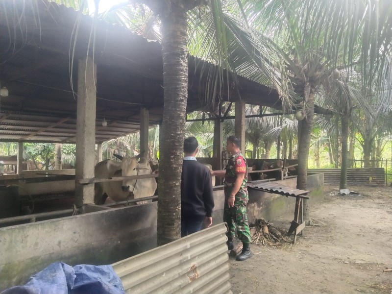 Koptu Togi Sitorus Laksanakan Surveilans PMK di Kampung Perawang Barat