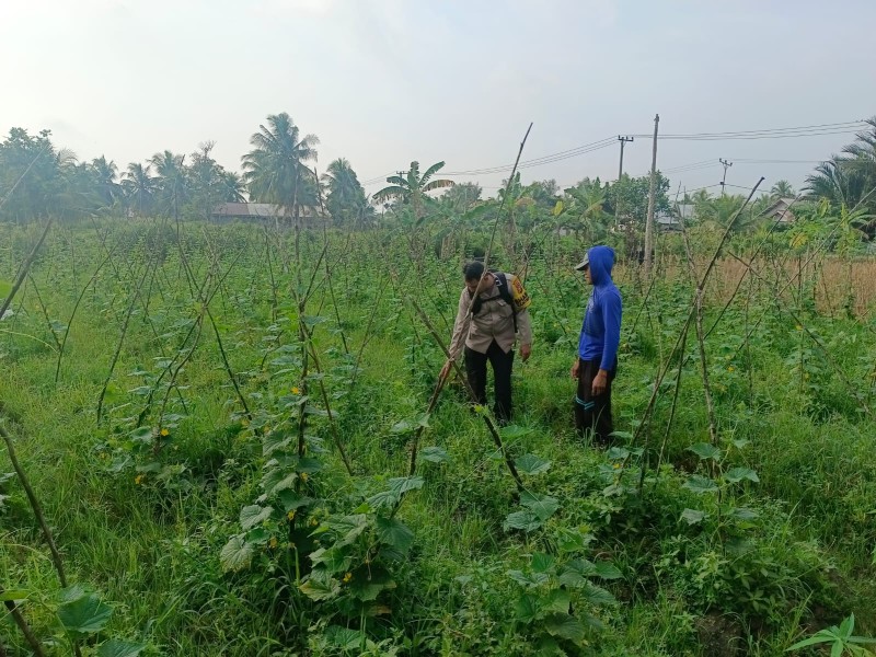 MONITORING DAN PEMBINAAN PETANI TIMUN DESA GOGOK DARUSSALAM