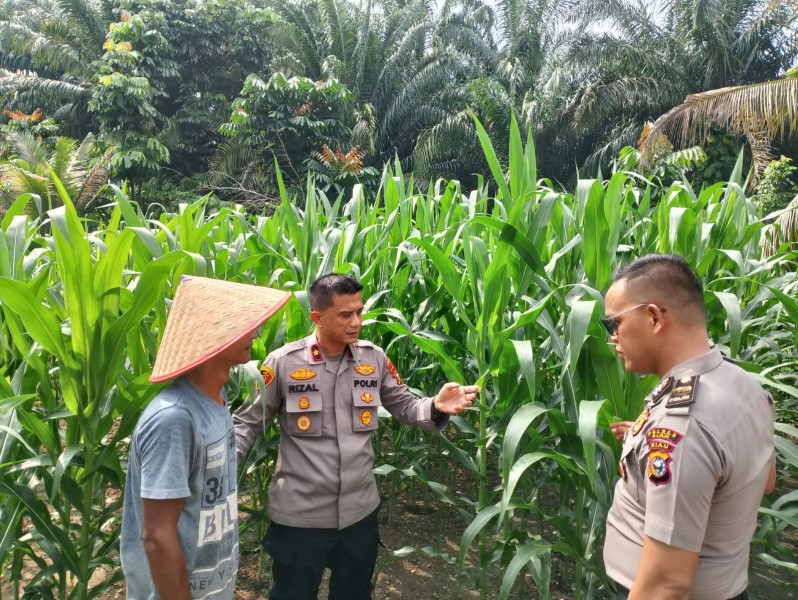 Dukung Ketahanan Pangan, Kapolsek Minas Cek Langsung Perkembangan Kebun Jagung Pipil di Minas Barat