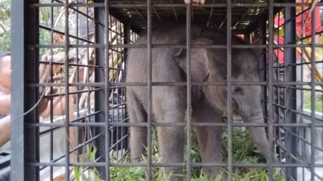 Sedih! Anak Gajah Imut Ini Ditinggal Indukan di Kampar