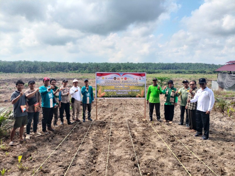 Polsek Pangkalan Kuras dan KUD Harapan Jaya Tanam Jagung 3 Hektare, Perkuat Ketahanan Pangan Pelalawan