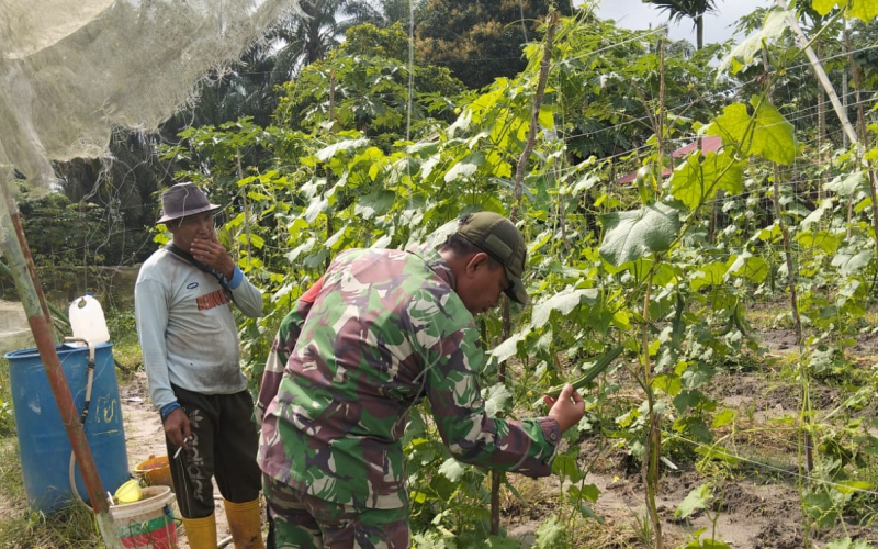Babinsa Aktif di Lapangan: Pendampingan Karya Nyata Pertanian Gambas di Bagan Besar Timur