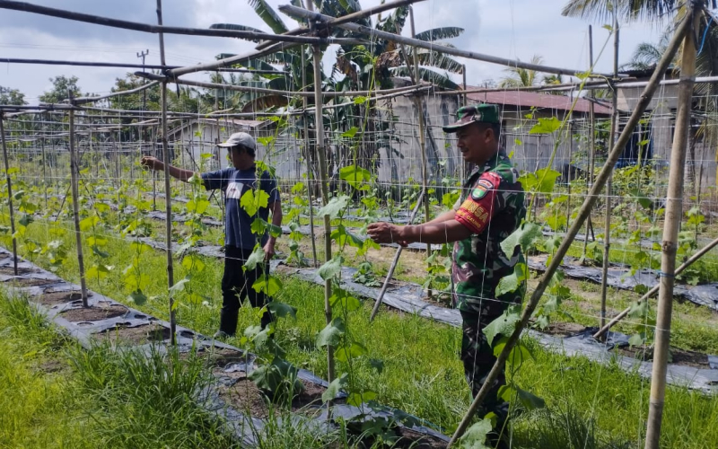 Babinsa Sungai Sembilan Laksanakan Pendampingan Tanaman Gambas di Lubuk Gaung