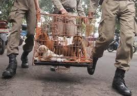 Ancaman Rabies, Pemko Pekanbaru Larang Perdagangan Daging Anjing Ilegal