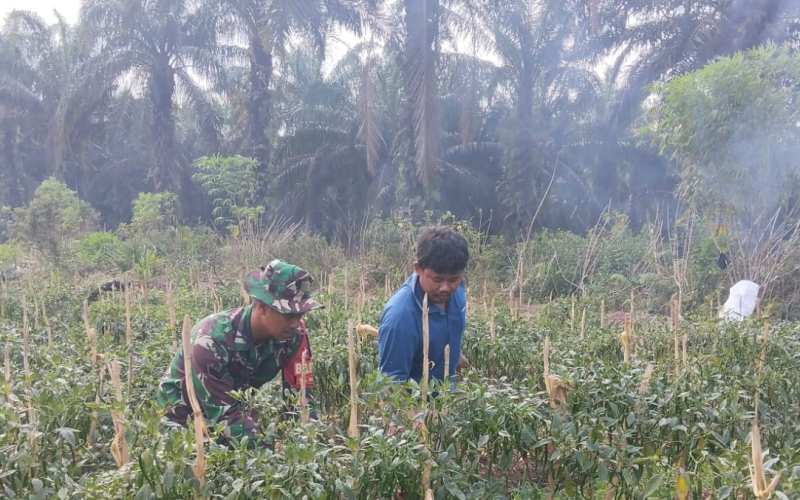 Babinsa Basilam Baru Motivasi Warga Manfaatkan Lahan dengan Budidaya Cabai Merah