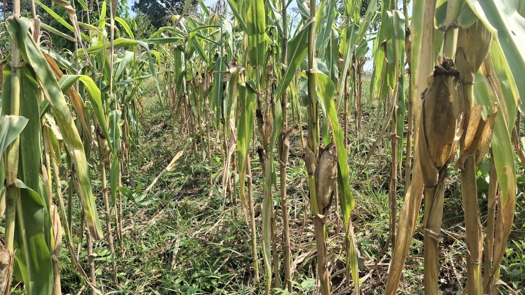 Bhabinkamtibmas Minas Jaya Cek Jagung Usia 88 Hari, Fokus Pemupukan dan Pengendalian Hama