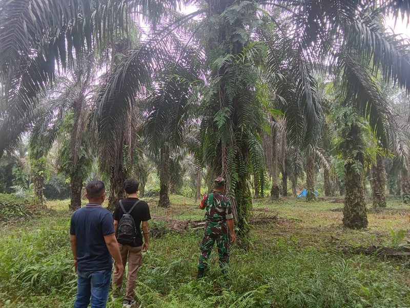 Babinsa Sertu L. Syahdanur Pimpin Patroli Karhutla di Koto Gasib, Titik Api Nihil