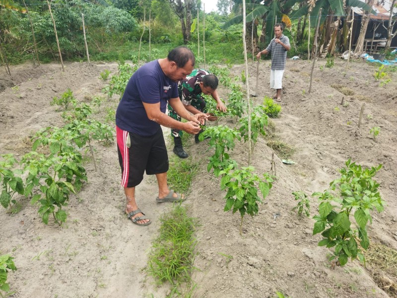 Babinsa Ratu Sima Gencarkan Patroli Karhutla dan Dampingi Petani Cabai Rawit di Dumai Selatan