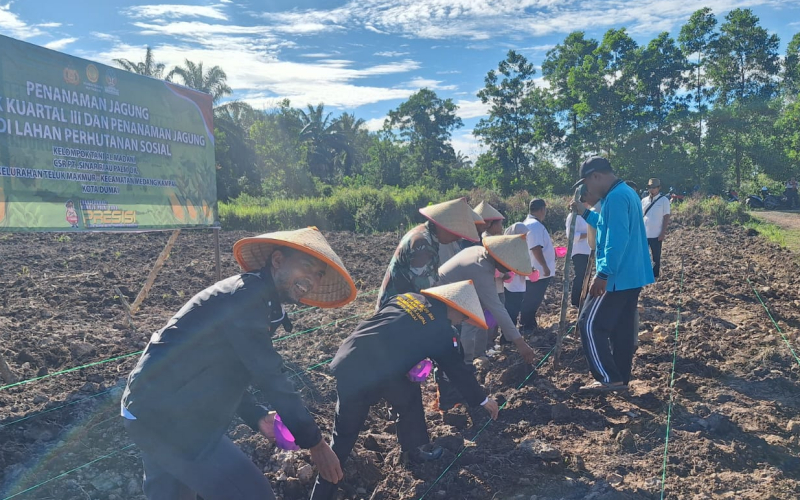 Koramil 02 Bukit Kapur Ikuti Giat Penanaman Jagung Serentak