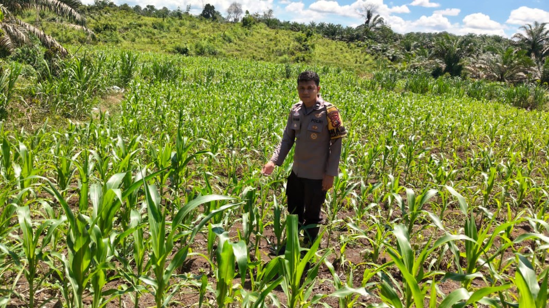 Polisi Cinta Petani Pengecekan Lahan Jagung oleh Personil Polsek Bangkinang Barat Desa Siabu