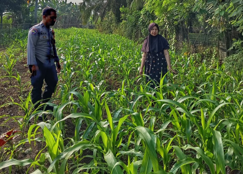 Bhabinkamtibmas Pasir Penyu Pantau Perkembangan Jagung Pipil, Tanaman Tumbuh Subur Dukung Swasembada Pangan 2026
