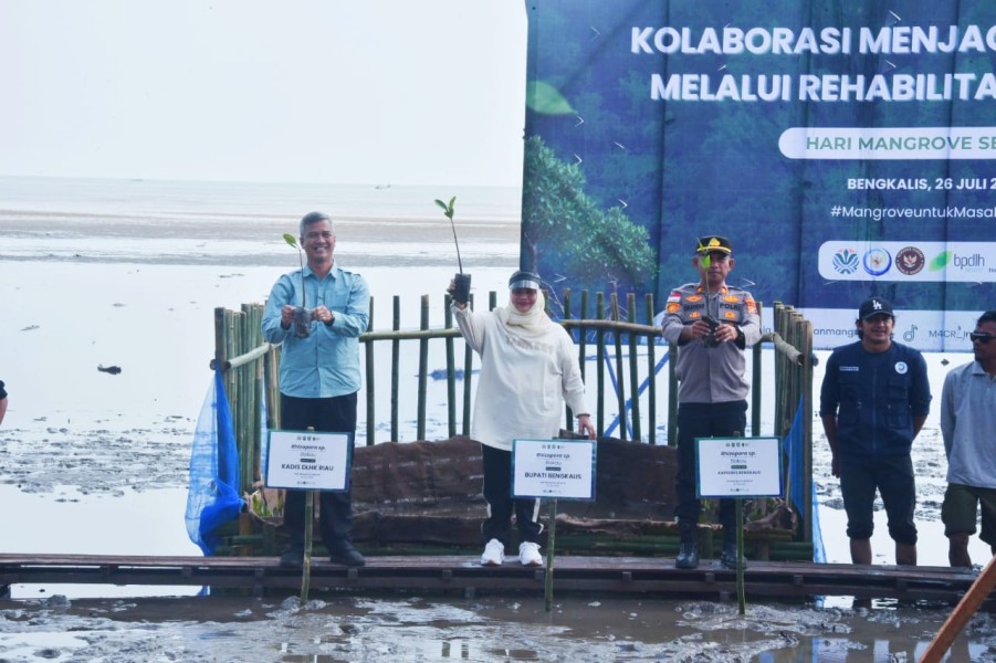 Hari Mangrove Sedunia 2026, Bupati Kasmarni Ajak Masyarakat Jadikan Penanaman Mangrove sebagai Gerakan Bersama