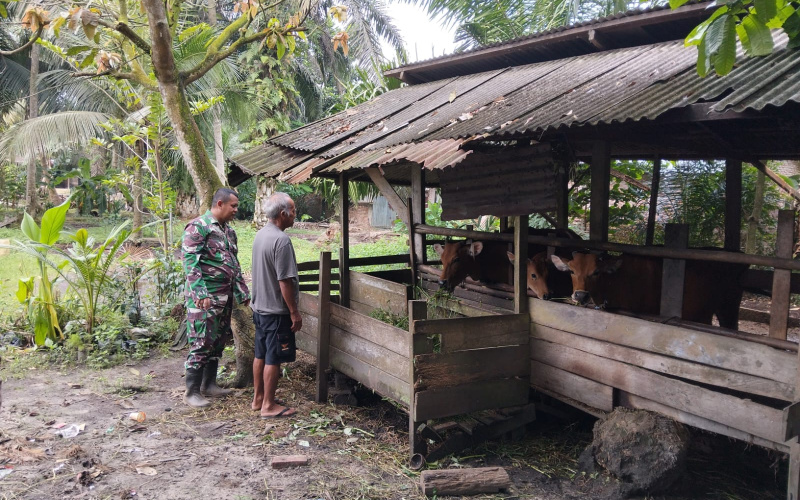 Babinsa Cegah Wabah PMK di Peternakan Warga Bukit Batrem