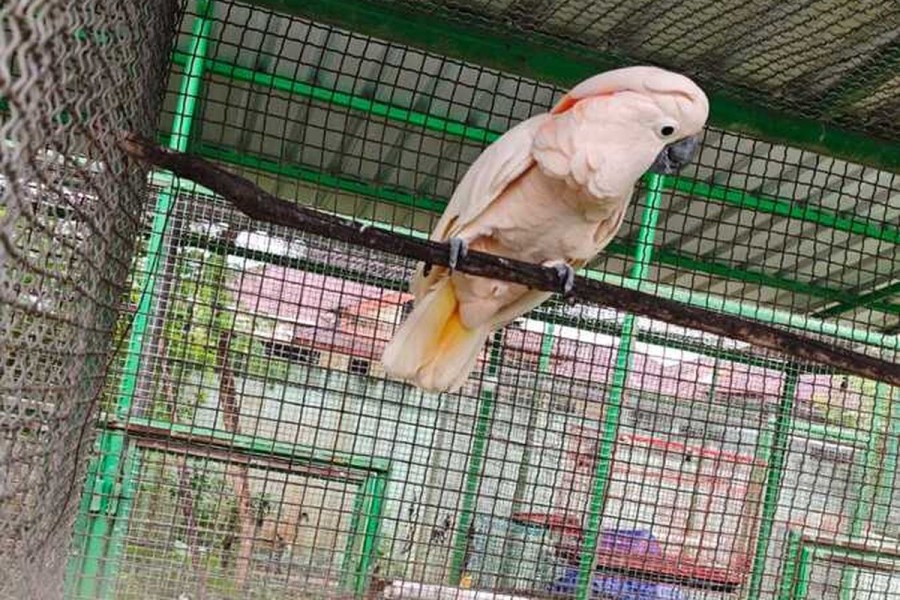 Ditranslokasi dari Riau, Kakatua Maluku Disiapkan Dilepasliarkan di Hutan Pulau Seram