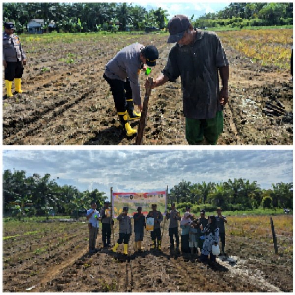 Jagung 4 Hektar Ditanam, Polsek Sungai Sembilan Gerak Cepat
