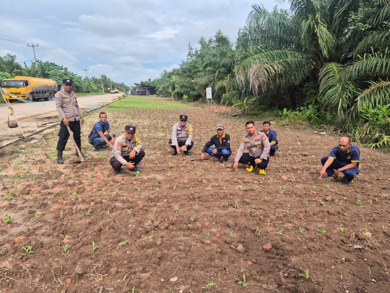 Kapolsek Cek Penanaman Ulang Jagung di Lubuk Gaung