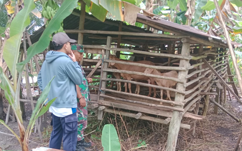 Babinsa Sei Geniot Pantau Peternakan Sapi, Edukasi Kesehatan