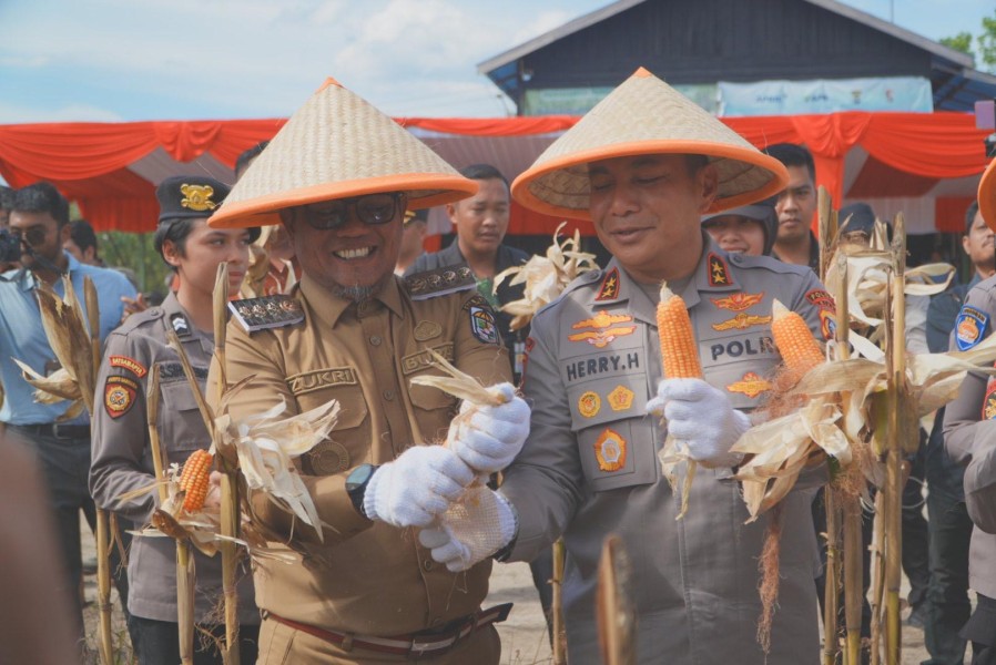 Pelalawan Panen 15 Ton Jagung, Bupati Zukri: Harus Terintegrasi dengan Peternakan