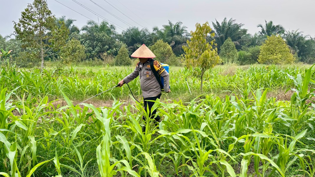 Polsek Koto Gasib Bersama Petani Kendalikan Hama Ulat Greyak, Lindungi Tanaman Jagung Poktan Mekar Sari