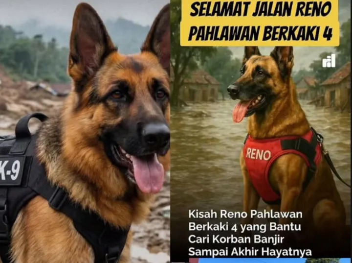 Gugur Saat Cari Korban Banjir, Reno Anjing Pelacak K9 Polda Riau Dianugerahi Medali Kapolri