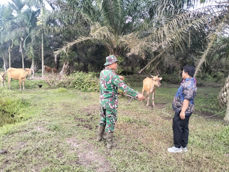 Koptu Salomo Sembiring Sosialisasikan Pencegahan PMK pada Ternak Sapi di Minas Jaya