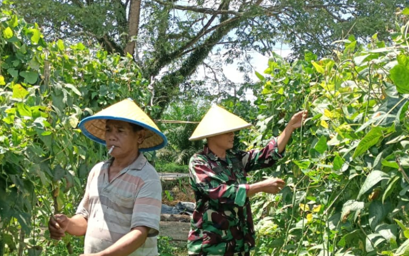 Babinsa Sungai Sembilan Dampingi Petani Kacang Panjang di Lubuk Gaung