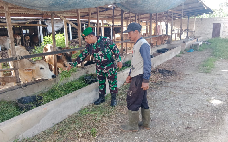 Sertu Mahyudin: Kewaspadaan Harus Ditingkatkan, Karena Wabah PMK Bisa Cepat Menular