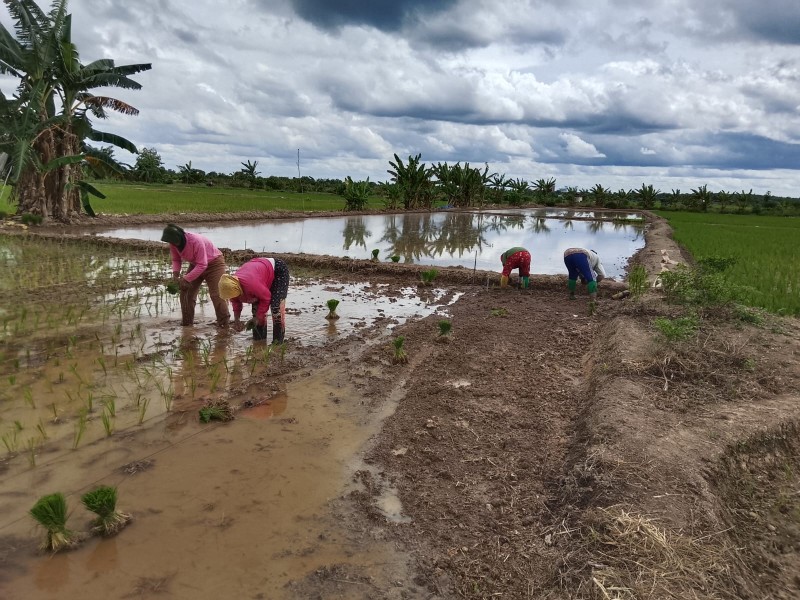 Kelompok Tani Sri Tani Mulai Musim Tanam, Minta Dukungan Alat Modern dari Pemerintah