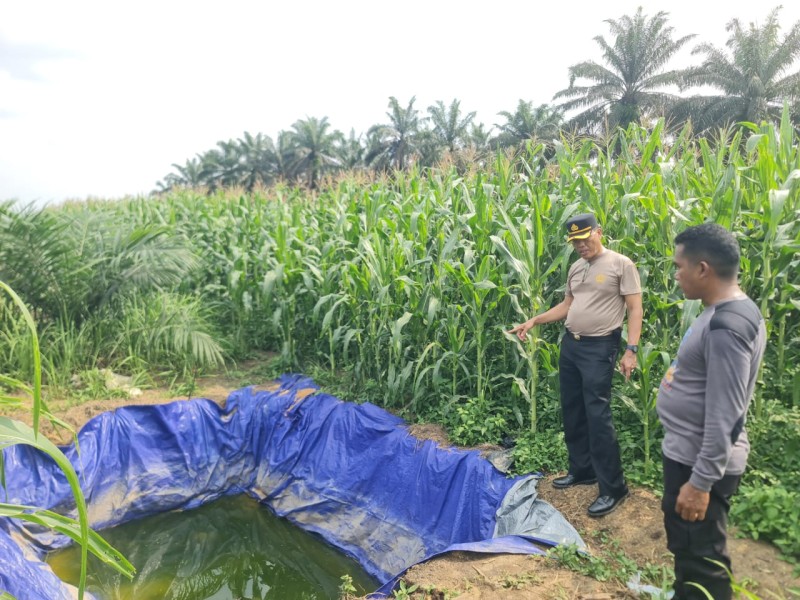 Panen Sudah Dekat  Kapolsek Pkl Kuras Cek Jagung Pipil 12 Ha di KUD Sialang Makmur