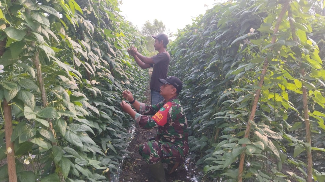 Karya Nyata Babinsa, Sertu Jumat Desmanto Dampingi Budidaya Kacang Panjang Petani