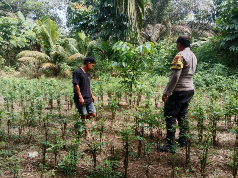 Bhabinkamtibmas Polsek Pasir Penyu Ajak Warga Sungai Lala Manfaatkan Pekarangan dengan Menanam Daun Katu