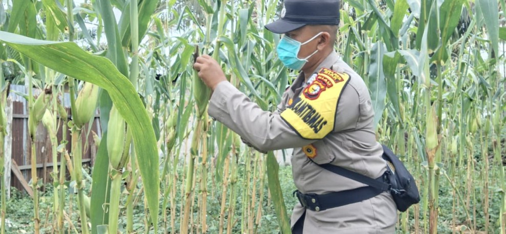 Bripka Elian Cek Perkembangan Jagung Ketahanan Pangan Nasional di Kelurahan Minas Jaya