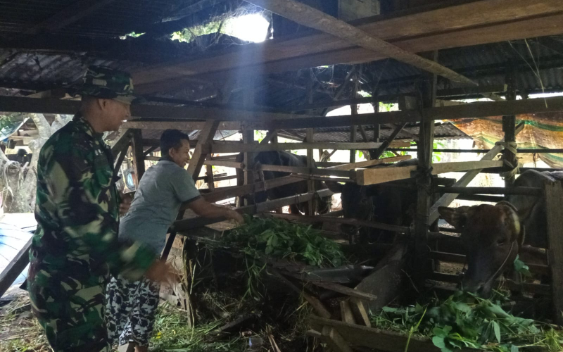 Babinsa Bagan Keladi Sosialisasi PMK, Kepedulian Terhadap Sektor Peternakan