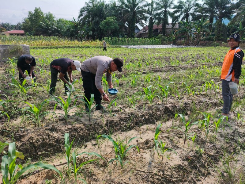 Polsek Ukui lakukan pendampingan  kekebun , Pupuk Jagung Bukit Gajah untuk Ketahanan Pangan Ukui