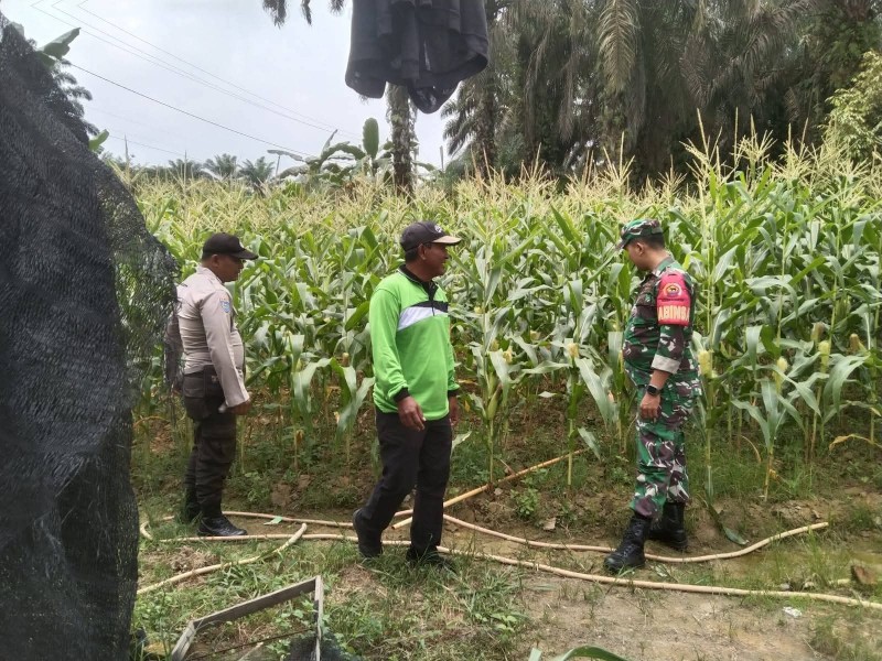 Sinergi TNI-Polri, Bhabin dan Babinsa Tinjau Lahan Jagung Pipil Ketahanan Pangan di Desa Air Emas Ukui