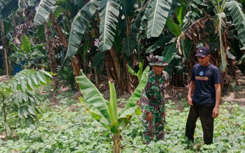 Pendampingan Babinsa di Sungai Geniot, Petani Kedelai Dapat Edukasi dan Dukungan