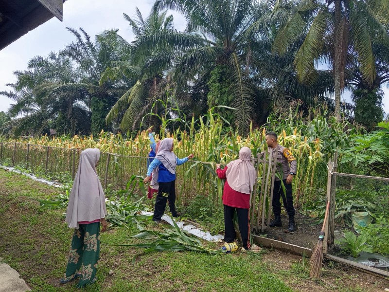 Wujudkan Swasembada Pangan, Polsek Pasir Penyu Intensif Monitoring Lahan Jagung