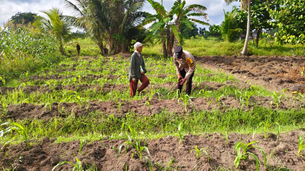 POLRI DUKUNG KETAHANAN PANGAN MELALUI PEMANFAATAN LAHAN UNTUK BUDIDAYA TANAMAN JAGUNG MANIS