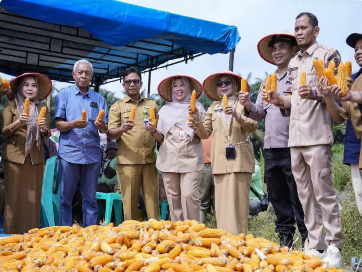 Dukung Ketahanan Pangan, Wakil Bupati Kampar Panen Jagung Pipil Bersama Masyarakat