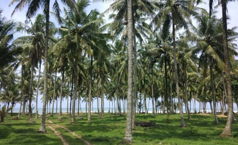 Replanting Kelapa 27 Ribu Hektare di Riau Terwujud, Usulan Era Gubernur Nonaktif Abdul Wahid Kini Direalisasikan