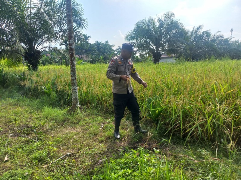 Panen Padi di Lahan 2 Hektare, Desa Sanglar Dukung Program Asta Cita