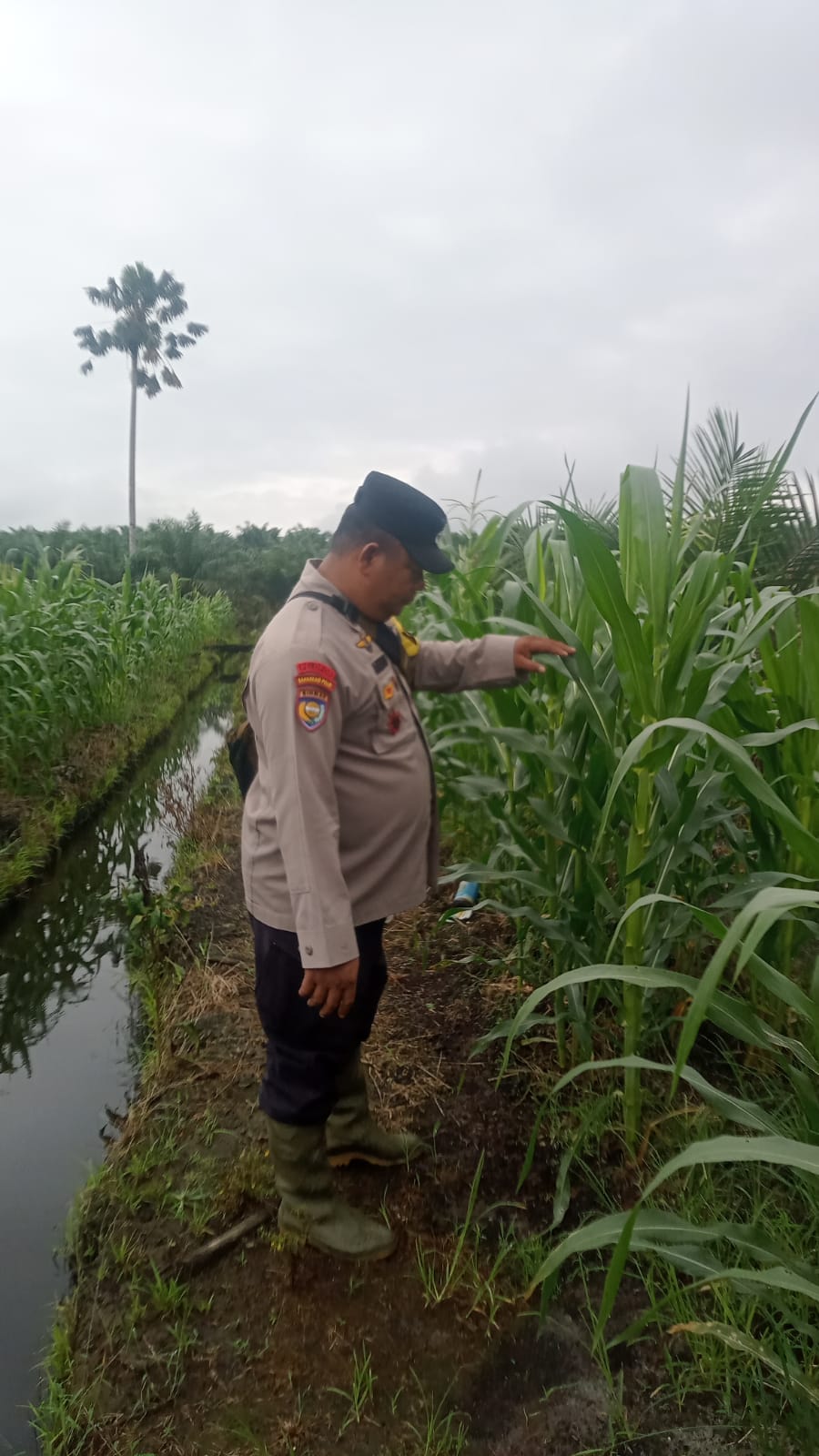 Polsek Minas Pantau Perkembangan Jagung Pipil Usia 78 Hari di Kampung Mandiangin