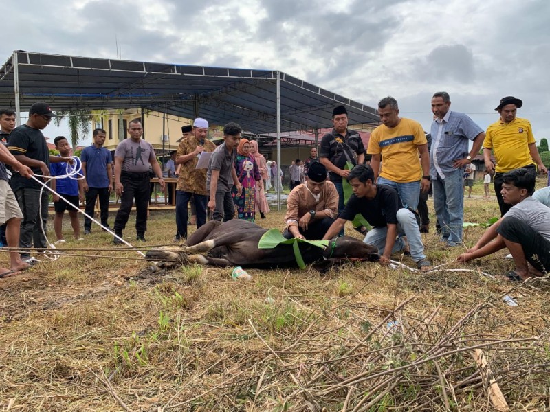Kapolres Kampar Tebar Berkah Idul Adha:  Pimpin Penyembelihan Hewan Kurban