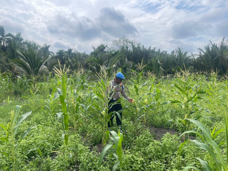 Dukung Ketahanan Pangan Nasional, Polsek Kuindra Pantau Pertumbuhan Jagung dengan Rutin