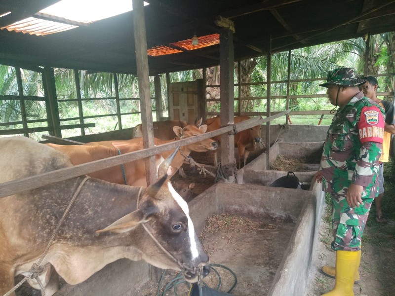 Babinsa Perawang Dampingi Tim URC Lakukan Surveilans PMK, Sapi di Koto Gasib Dipastikan Sehat