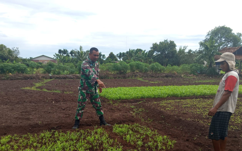 Babinsa Bagan Keladi Gelar Patroli Karhutla dan Dampingi Penanaman Sawi di Lahan Warga