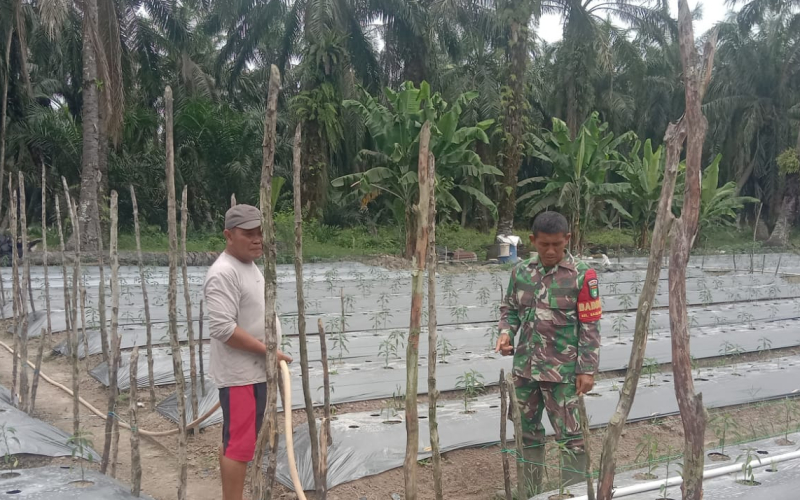 Semangat Babinsa Sertu Jainal Arifin, Dampingi Warga Basilam Baru Tanam Cabe Merah di Tengah Terik Matahari