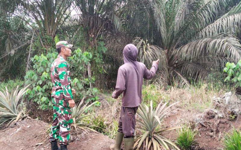 Cegah Karhutla, Babinsa Tanjung Penyembal Pantau Lahan Gambut di Jalan Bunga