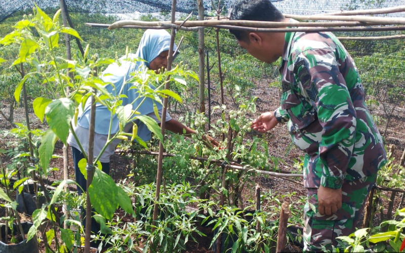 Kepada Petani Cabe, Koramil 03 Jelaskan Pola Tanam yang Efektif