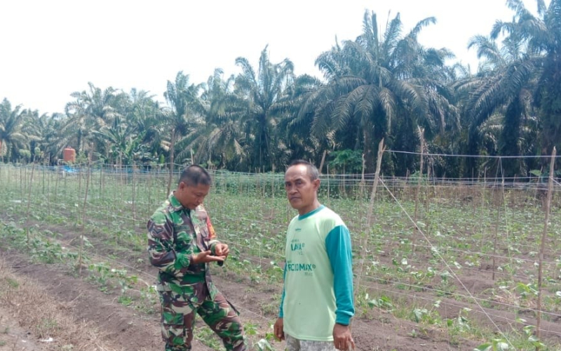 Karya Nyata, Babinsa Sei Geniot Rutin Sambangi Pertanian Warga